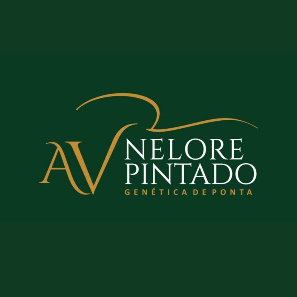 AV NELORE PINTADO